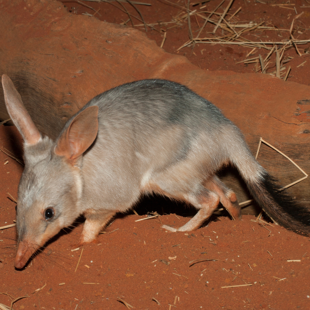 The Easter Bilby